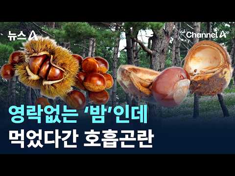 영락없는 ‘밤’인데…먹었다간 호흡곤란 / 가을철 도심 가로수 주변이나 아파트 단지에서 흔히 볼 수 있는 ''마로니에 열매'' 조심 !!